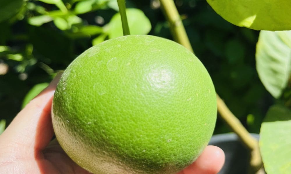 西柚树-白水晶柚