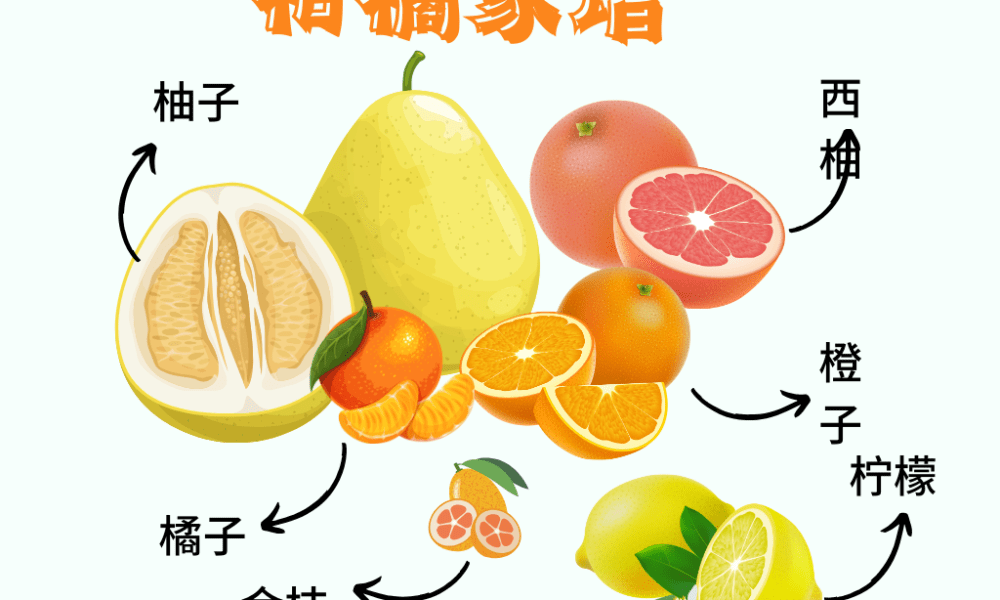 北美柑橘类水果有哪些?中英文对照