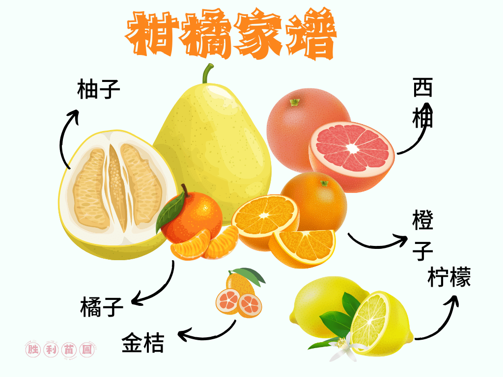 北美柑橘类水果有哪些?中英文对照