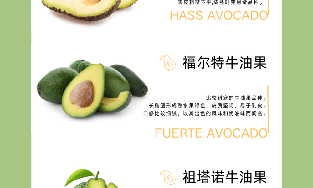 加州常见牛油果品种