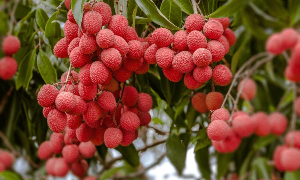 种植荔枝常见问题解答