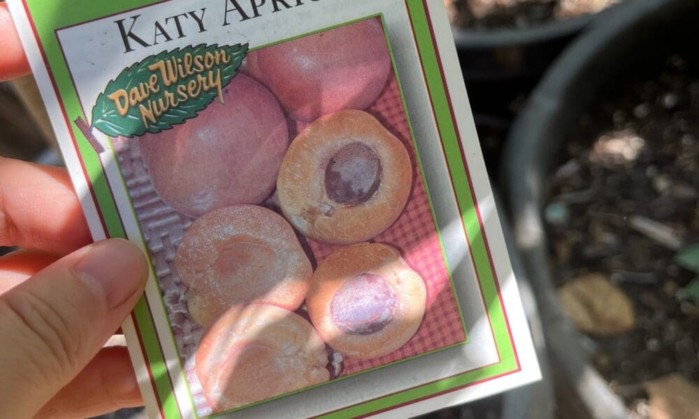 凯蒂杏种植手册