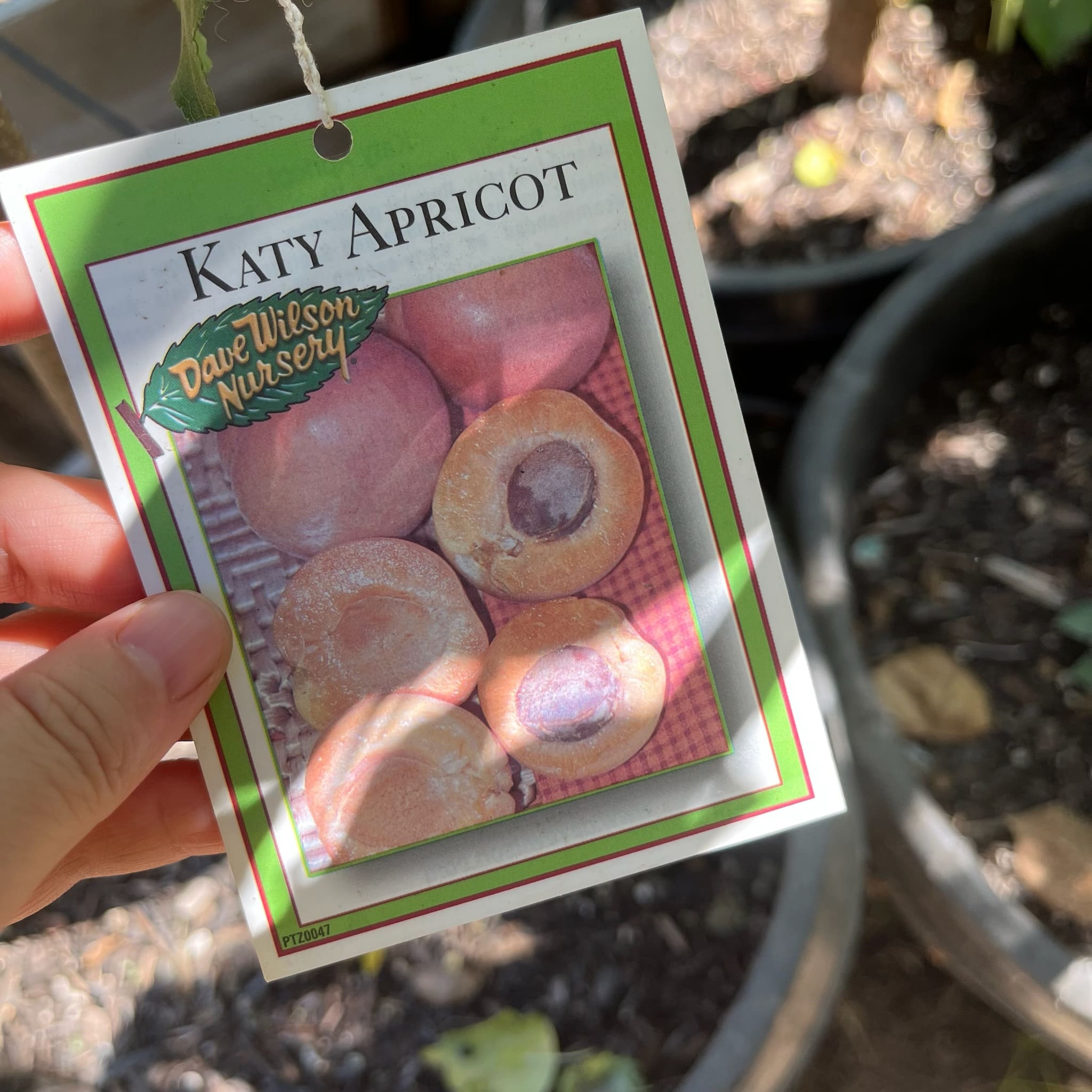 凯蒂杏种植手册