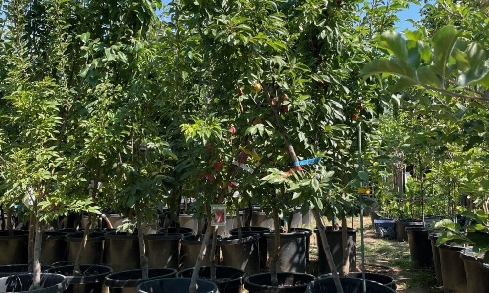 李子树-美丽红李子