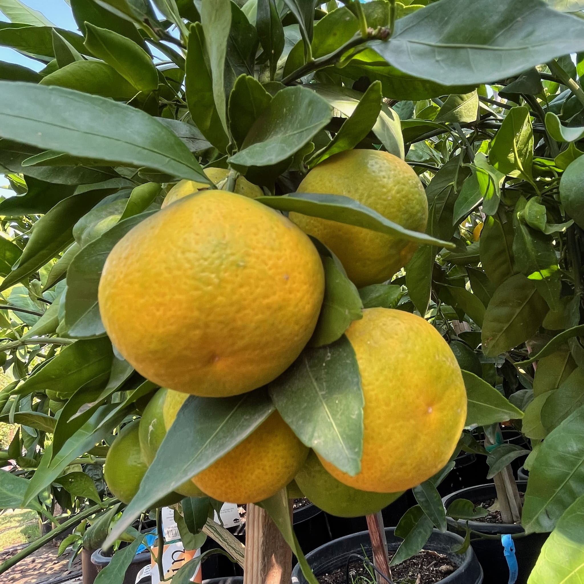 柑橘树-萨摩蜜柑种植手册