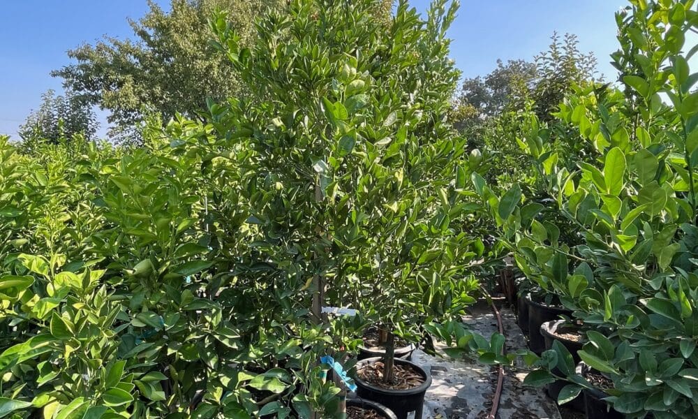 柑橘树-探戈桔子