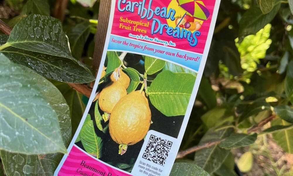 芭乐树-博蒙特红番石榴