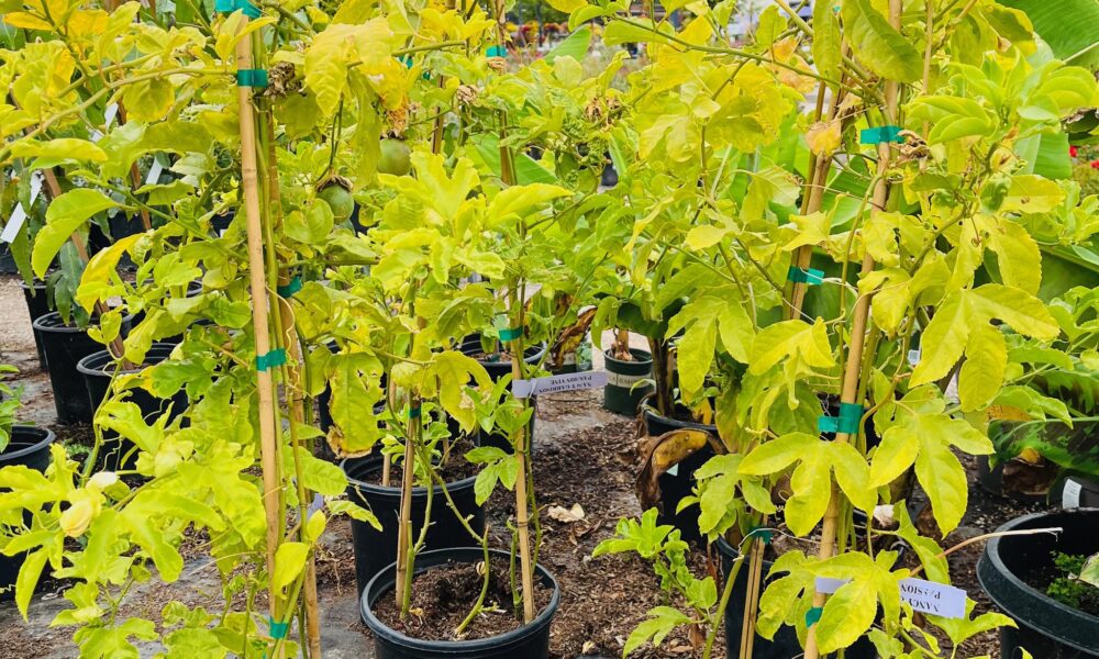 百香果-南希加里森