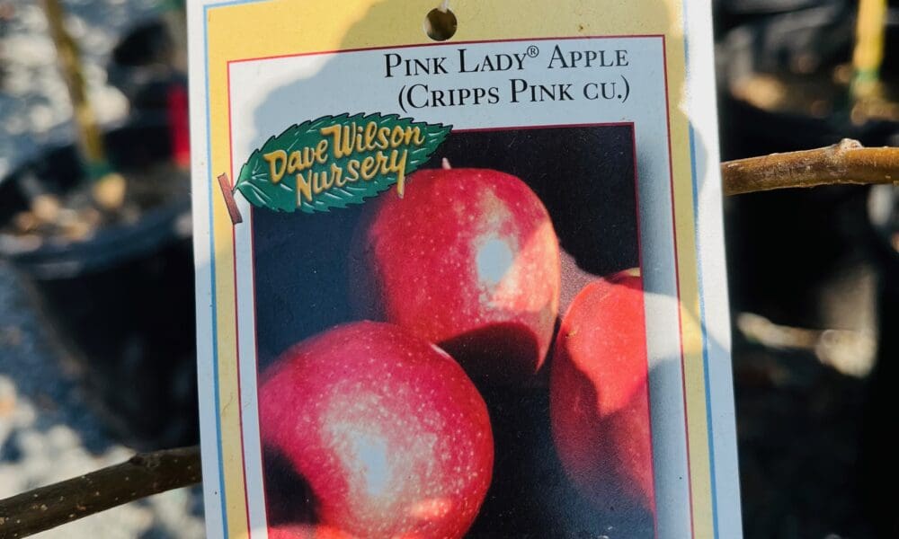 苹果树-粉红女士苹果