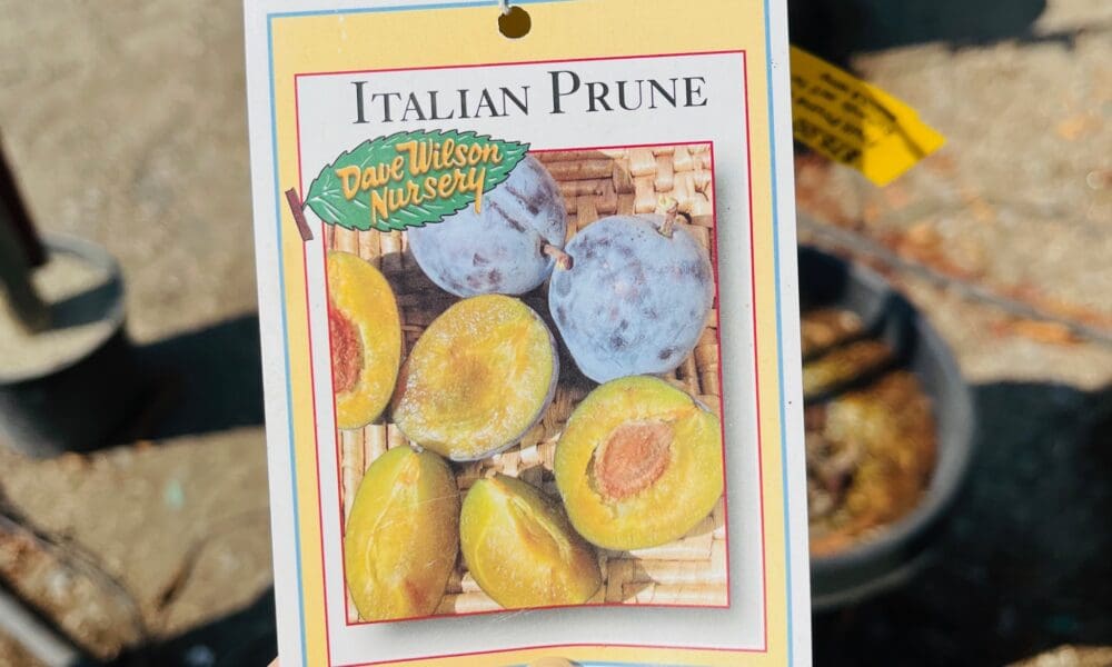 欧洲李-意大利西梅