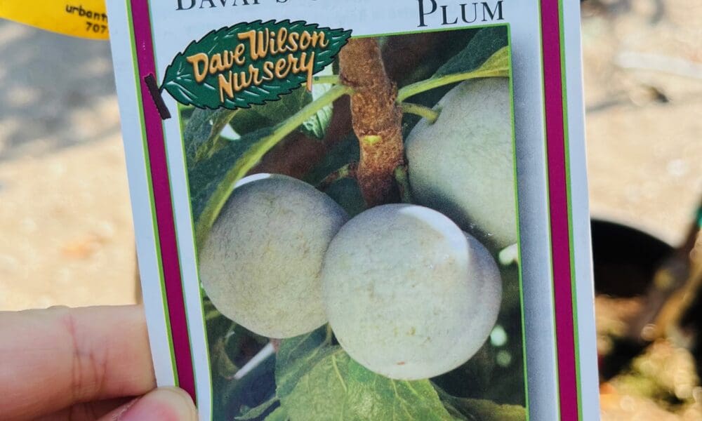 李子树-欧洲绿李子