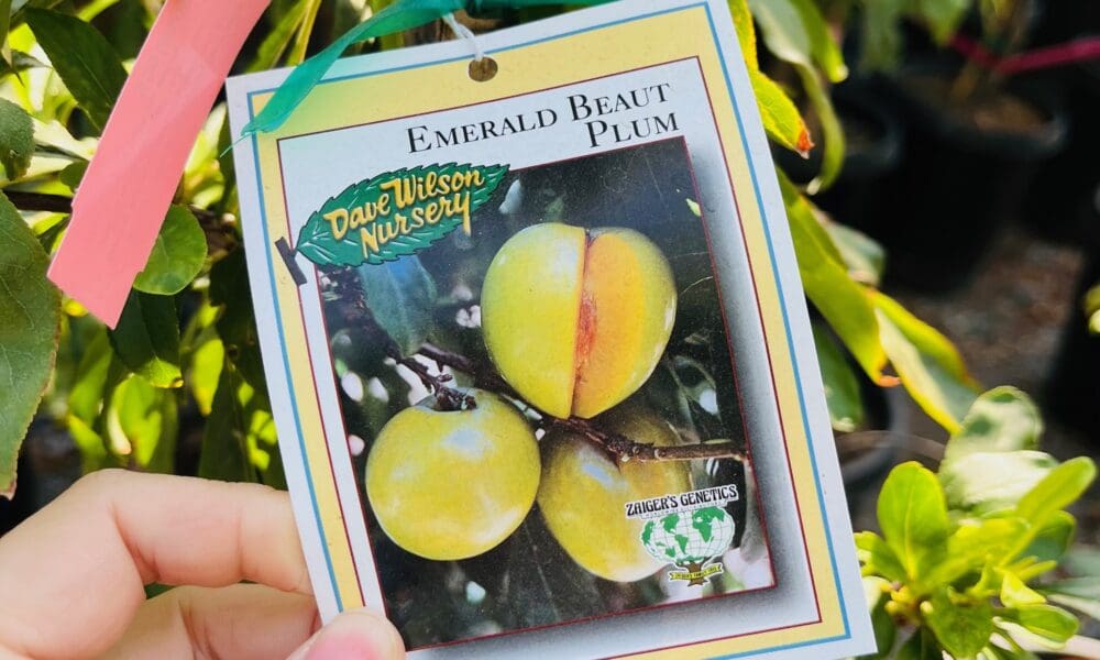 李子树-翡翠绿李子