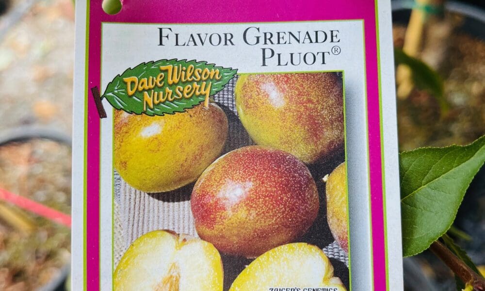 恐龙蛋-手榴弹李