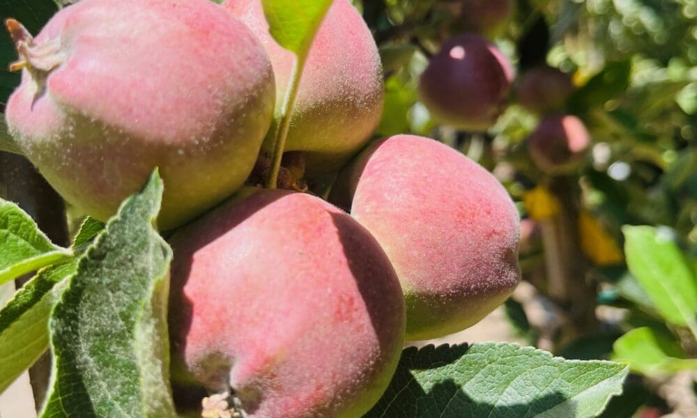 红色美味脆苹果