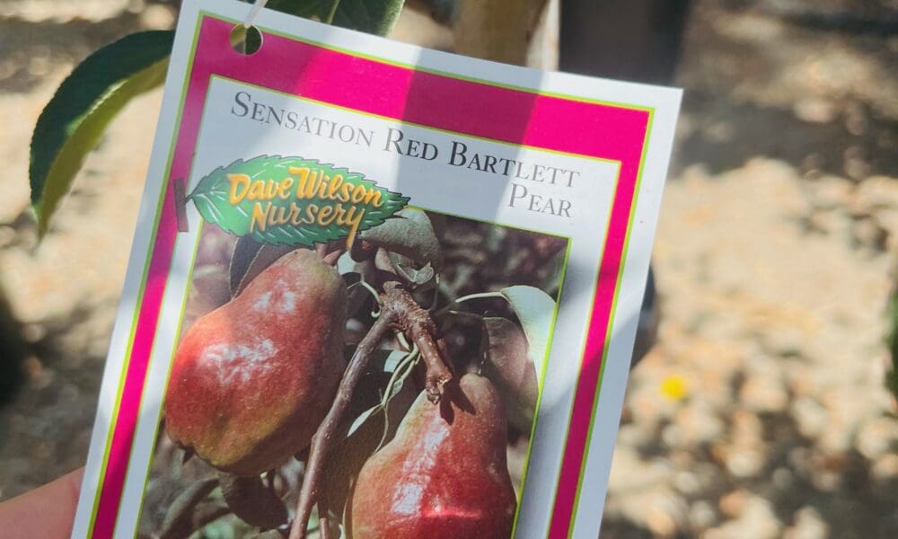 梨树-巴特利特红梨