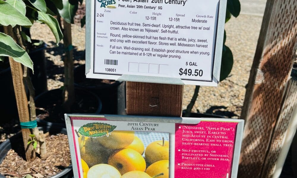 梨树-二十世纪亚洲梨