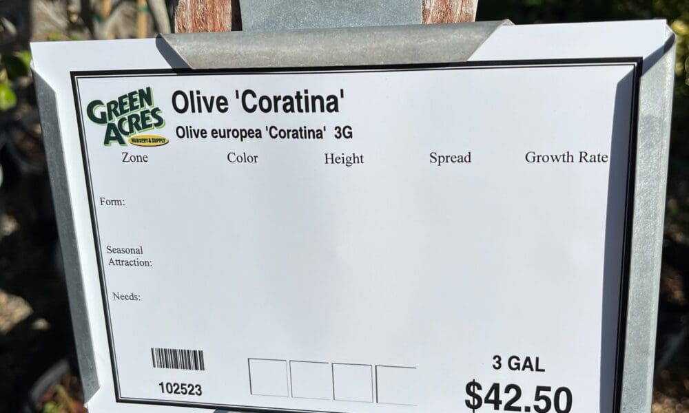 橄榄树-科拉蒂纳