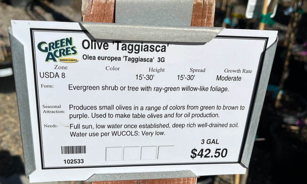 橄榄树-塔基亚斯卡