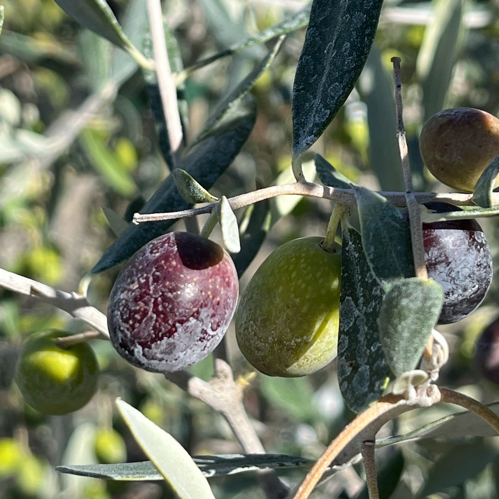Frantoio橄榄