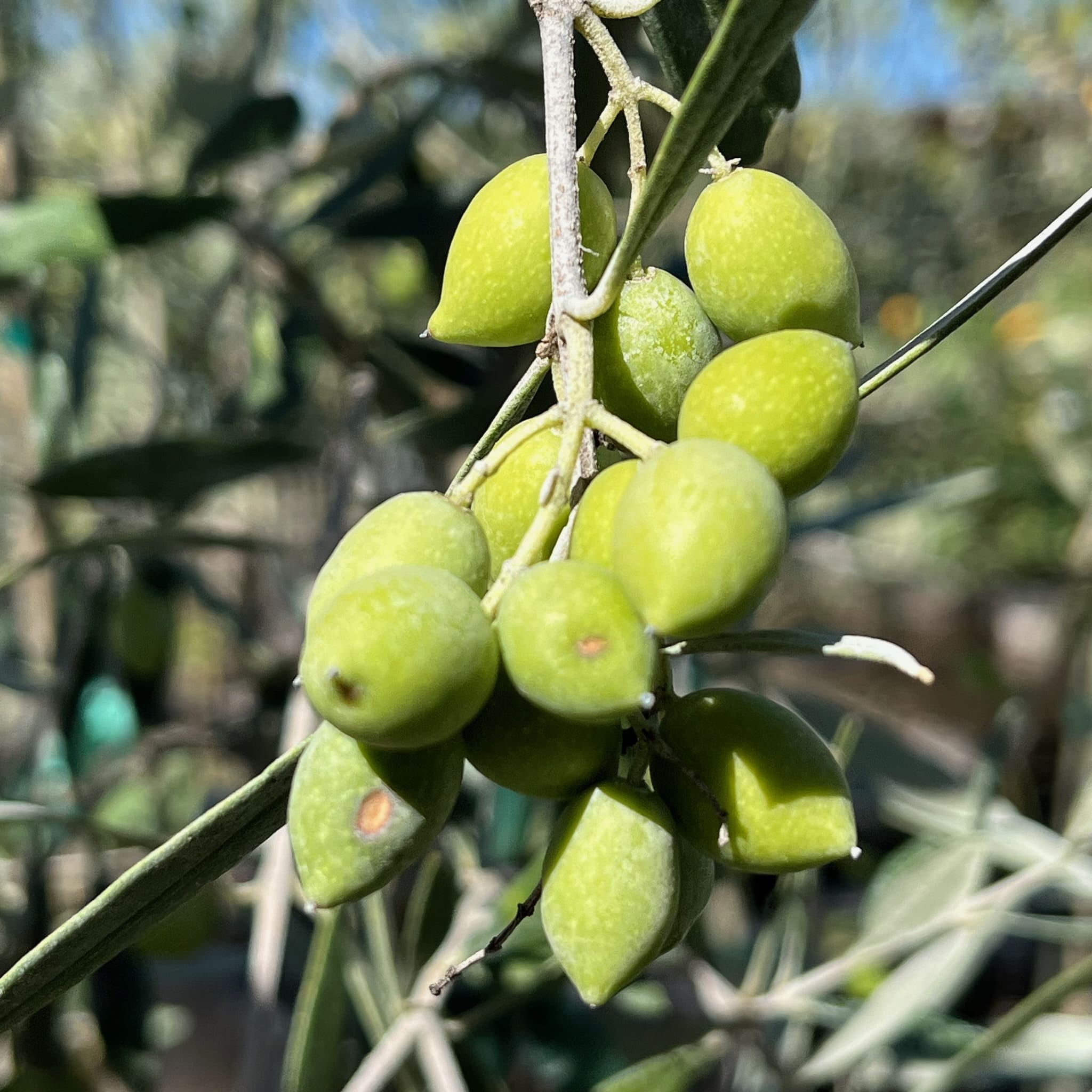 科罗内基橄榄