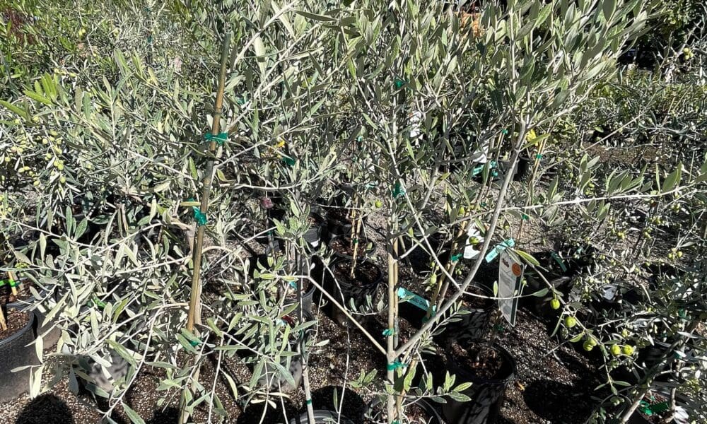 橄榄树-曼萨尼拉