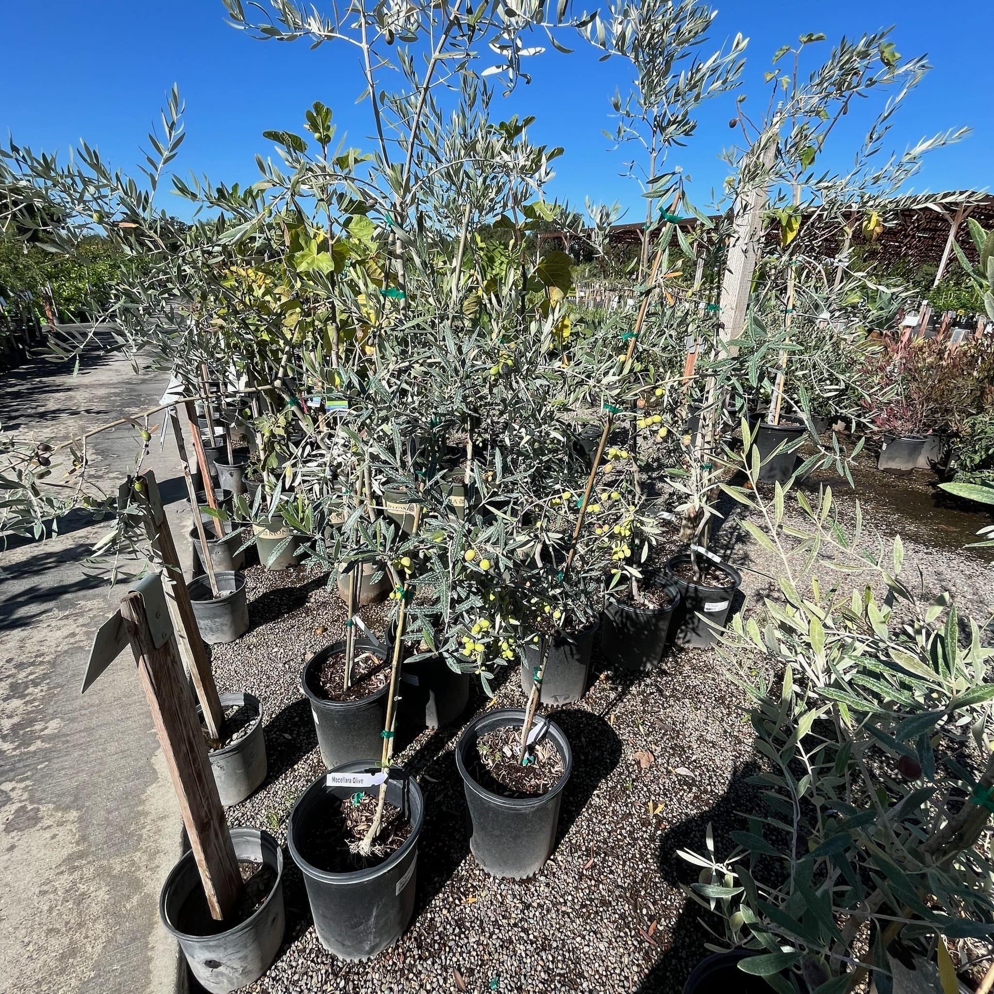 Belice Olive橄榄