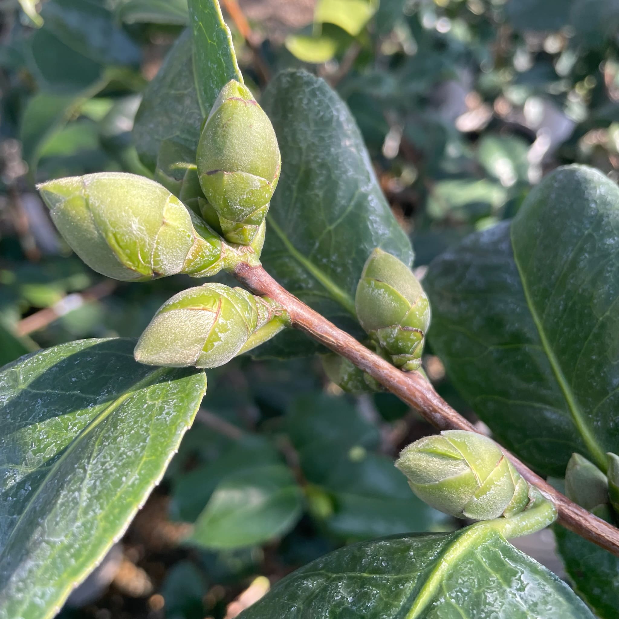 皇家天鹅绒山茶花