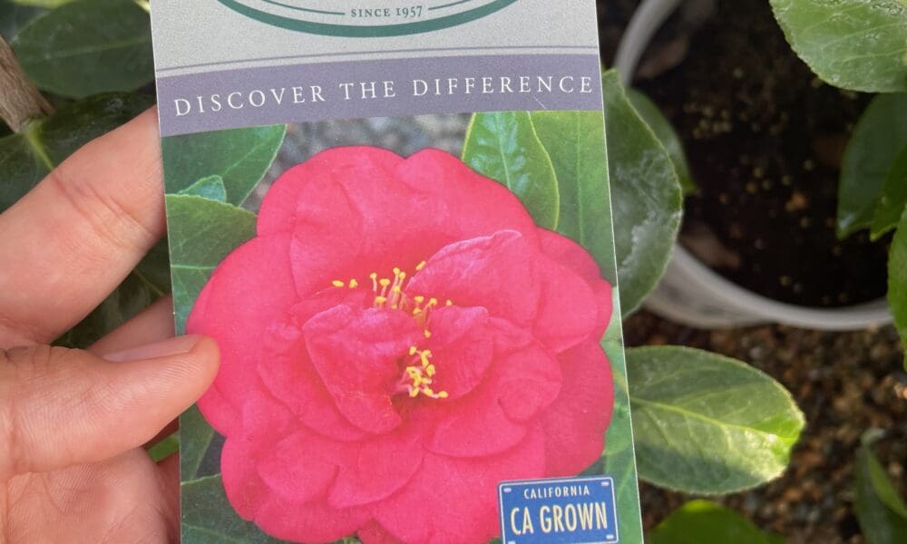 蔻帛太太山茶花