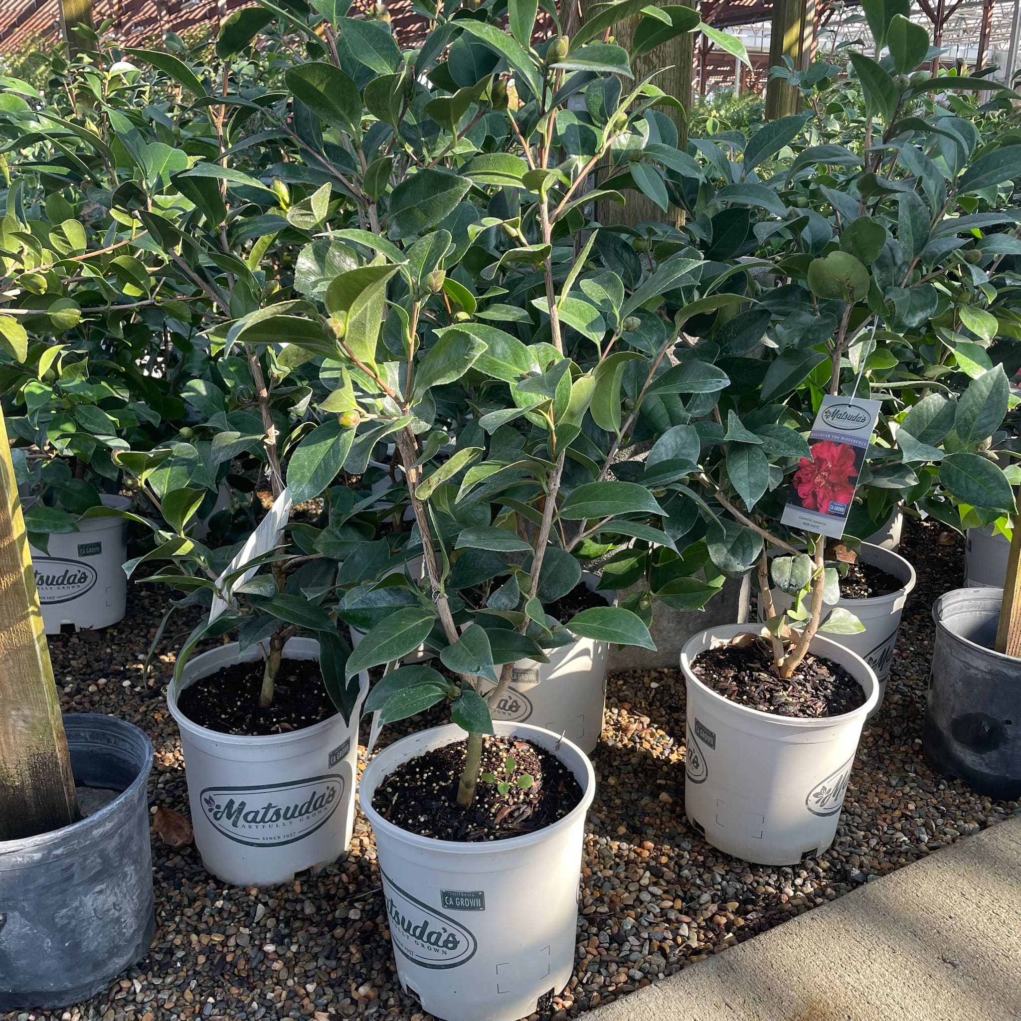 红色爆破山茶花