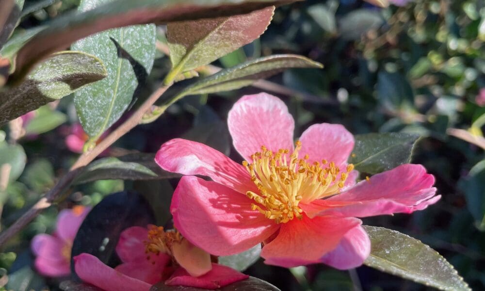 粉色欢呼山茶花