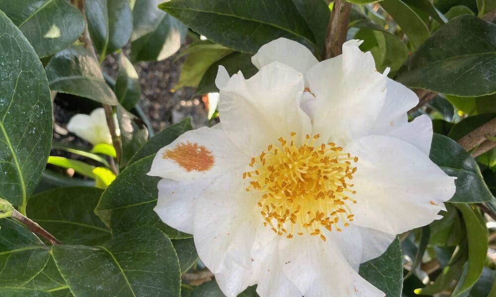 银色浪花山茶花