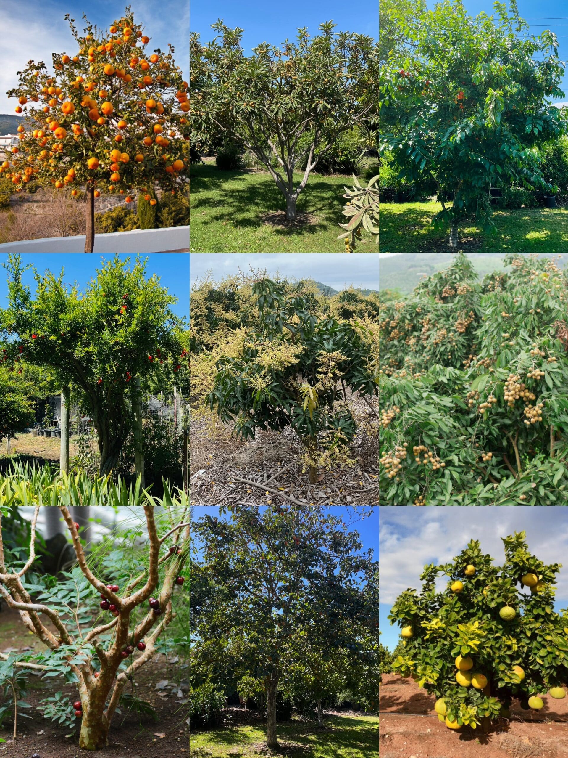 适合加州庭院种植的果树大集合