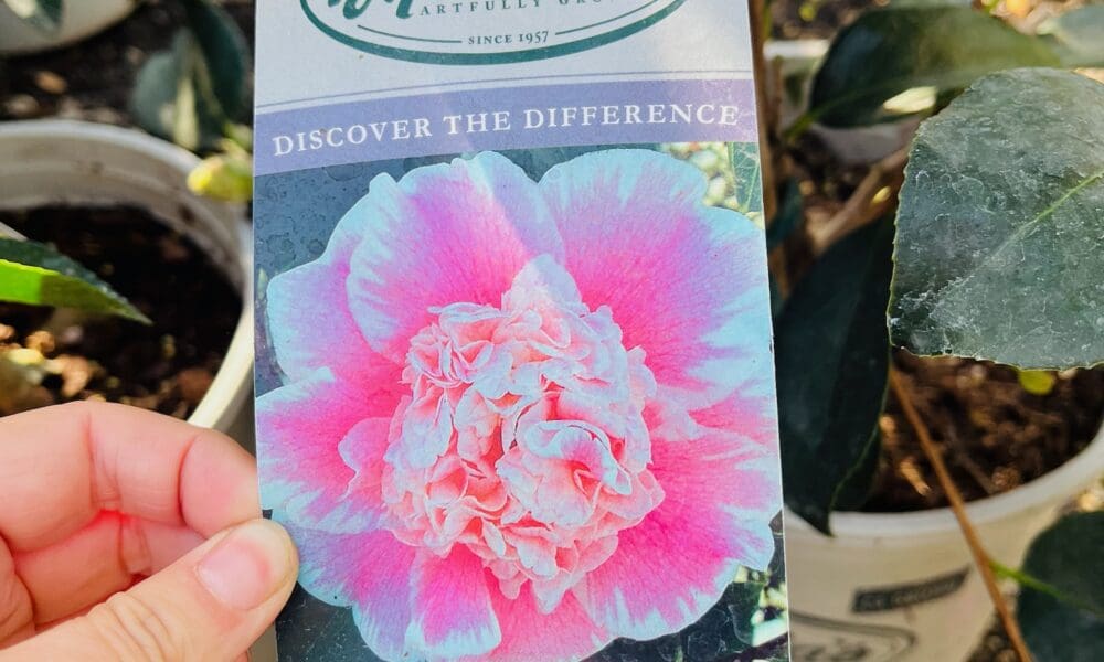 威尔逊之美山茶花