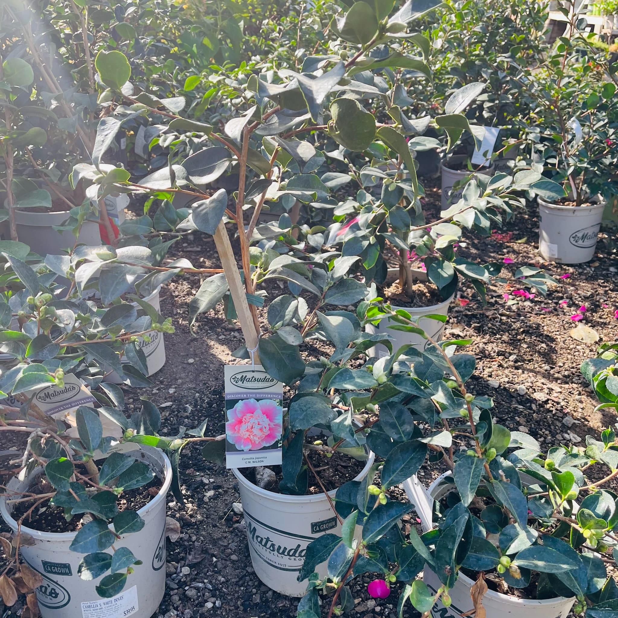 威尔逊之美山茶花