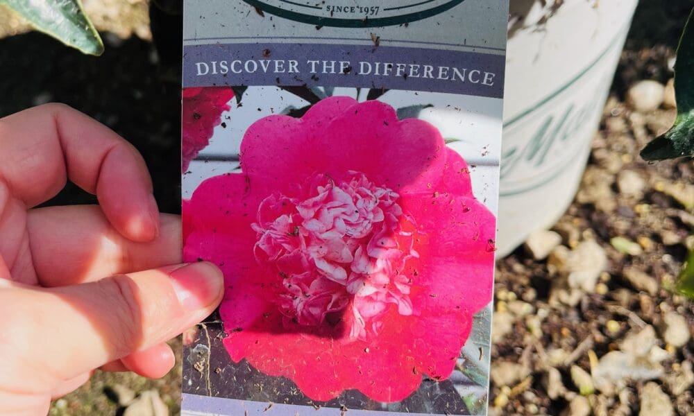 优雅的钱德勒山茶花