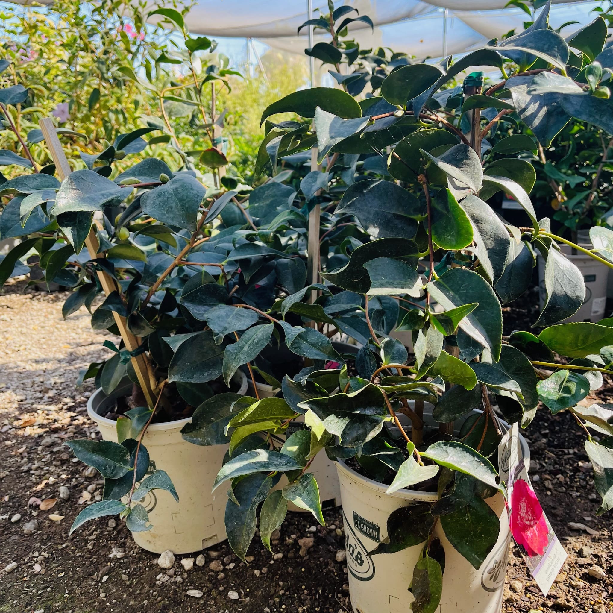 优雅的钱德勒山茶花