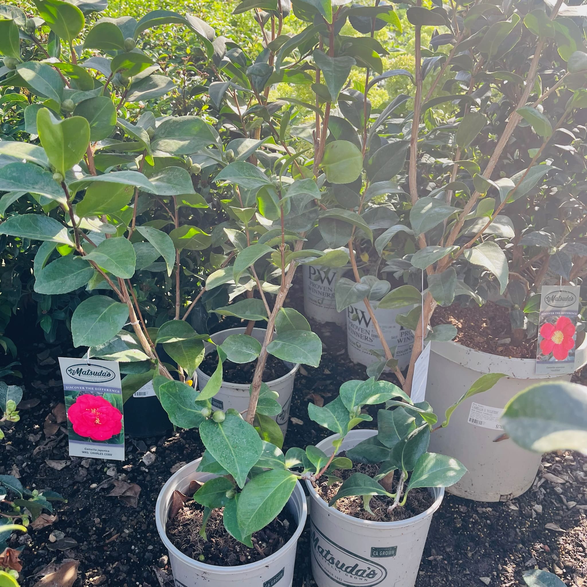 蔻帛太太山茶花