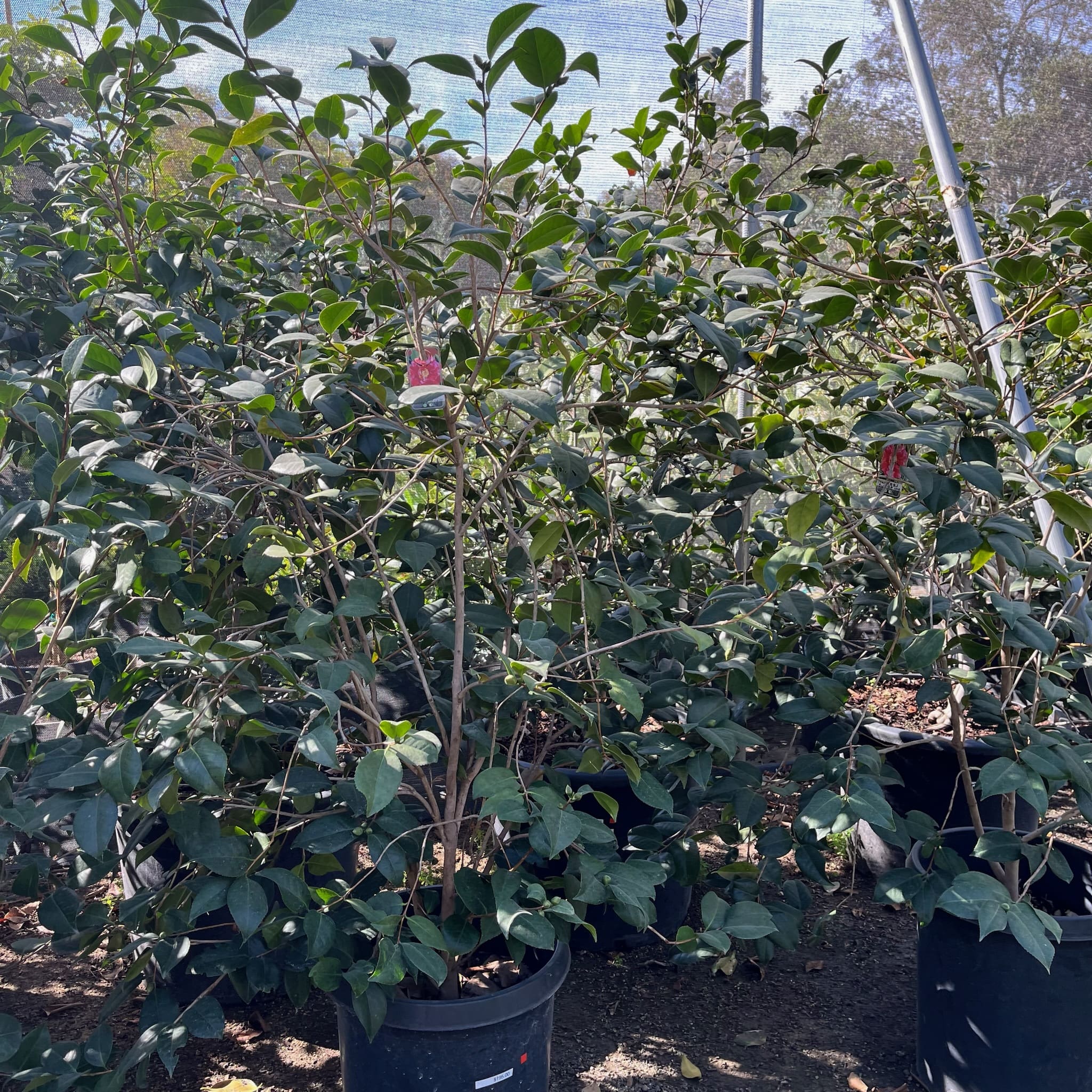 红色爆破山茶花