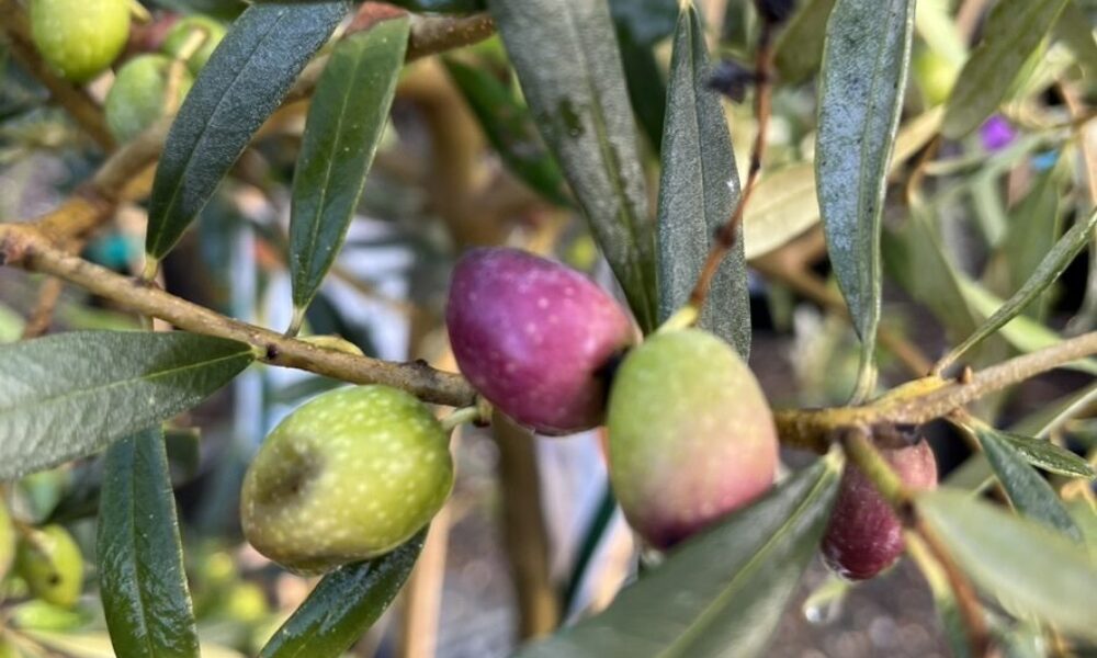  橄榄树-阿尔贝吉纳 