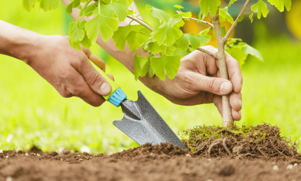 植物栽种步骤说明