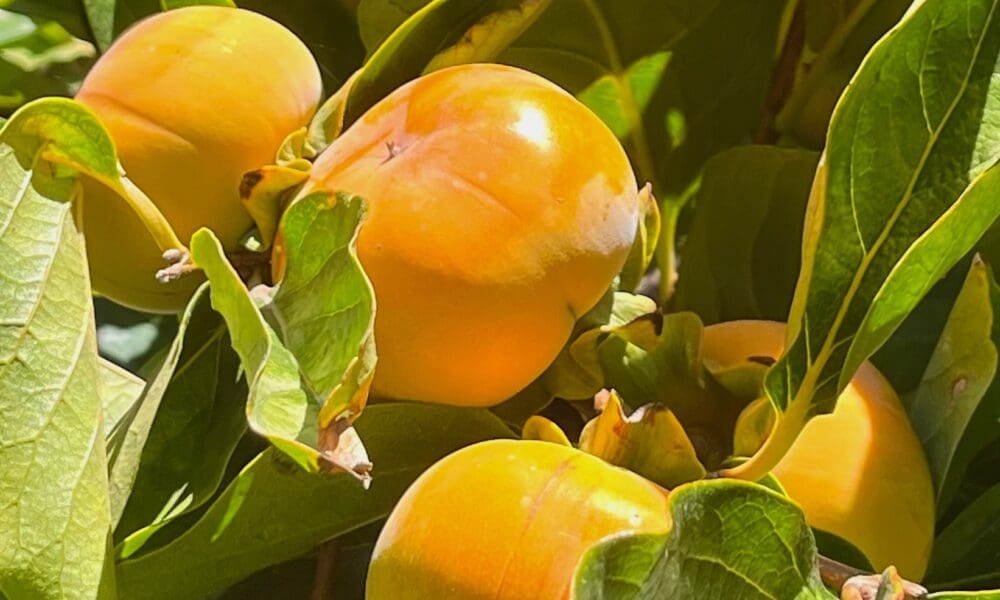 柿子树-巨人富有脆柿