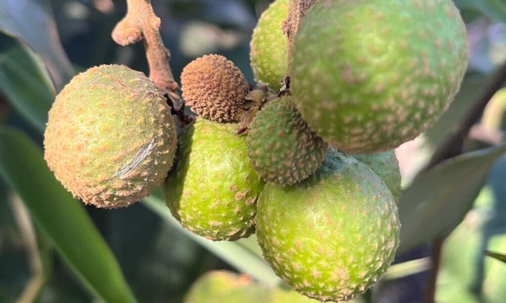 龙眼树-夏威夷龙眼