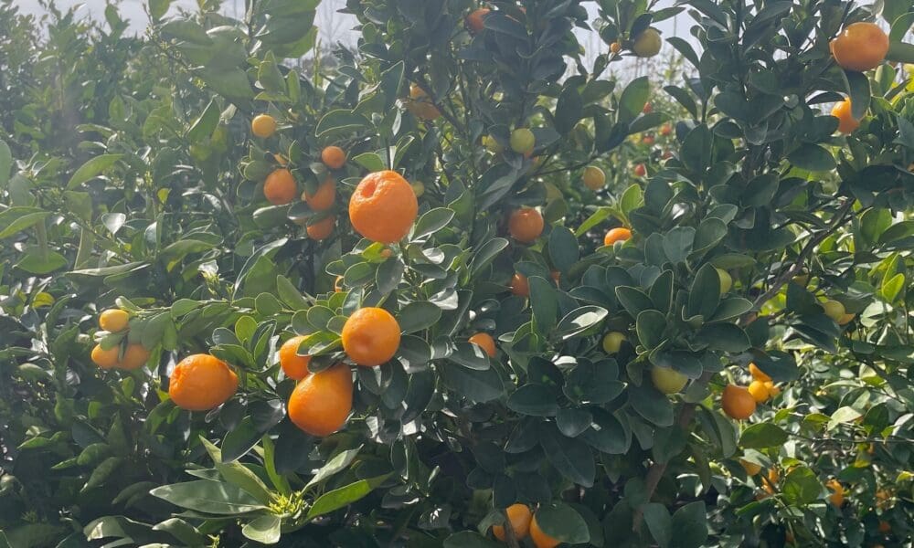 金桔树-甜果金桔