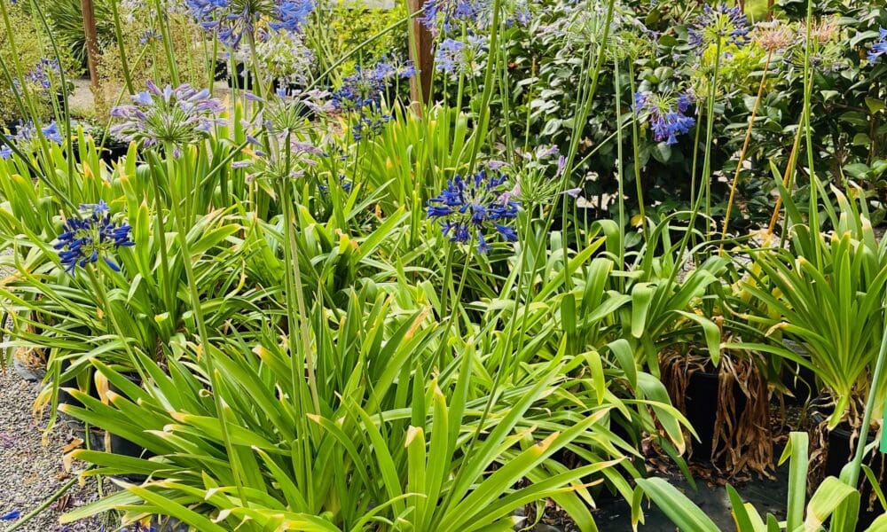 百子莲-深蓝午夜