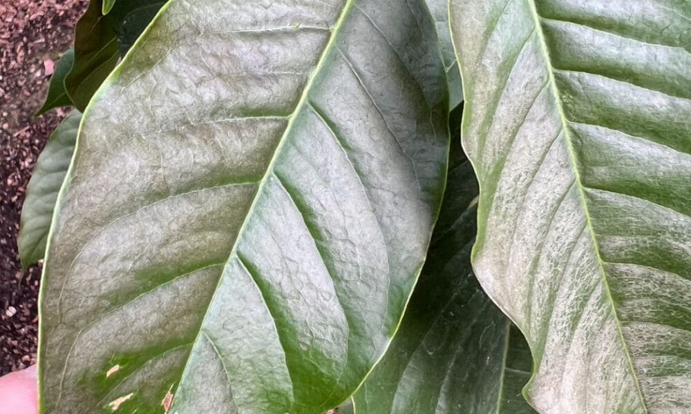 白兰花叶子发棕色是怎么回事？