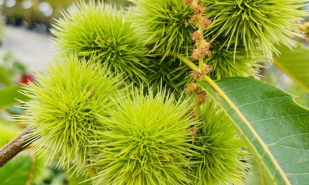 板栗树-内华达板栗