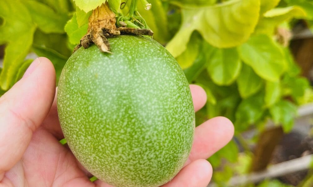 百香果-弗雷德里克