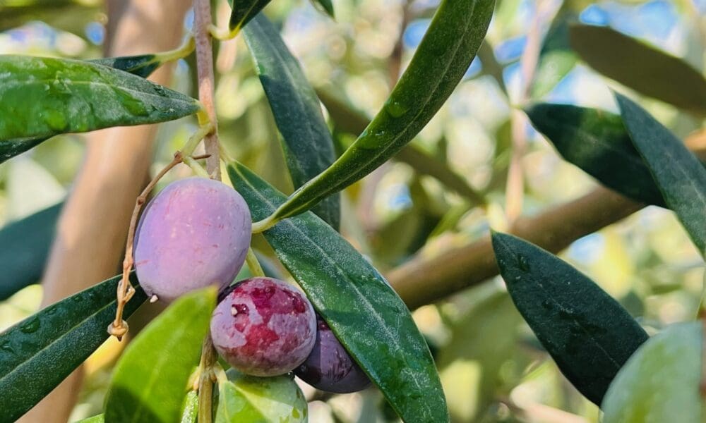 橄榄树-曼萨尼约橄榄