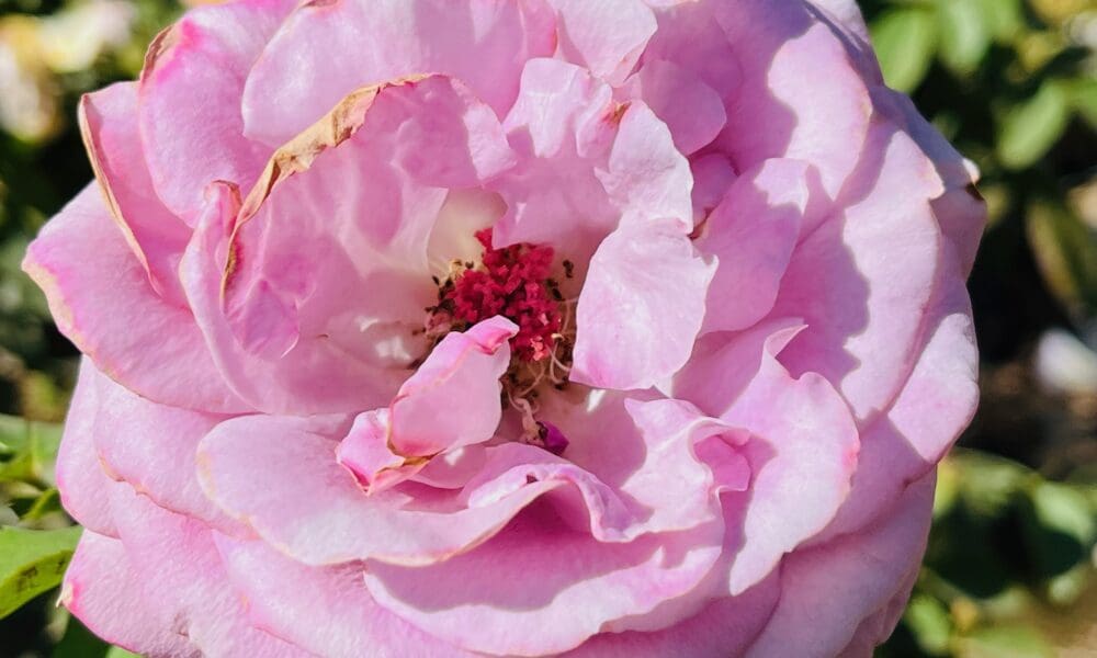 紫罗兰的骄傲月季