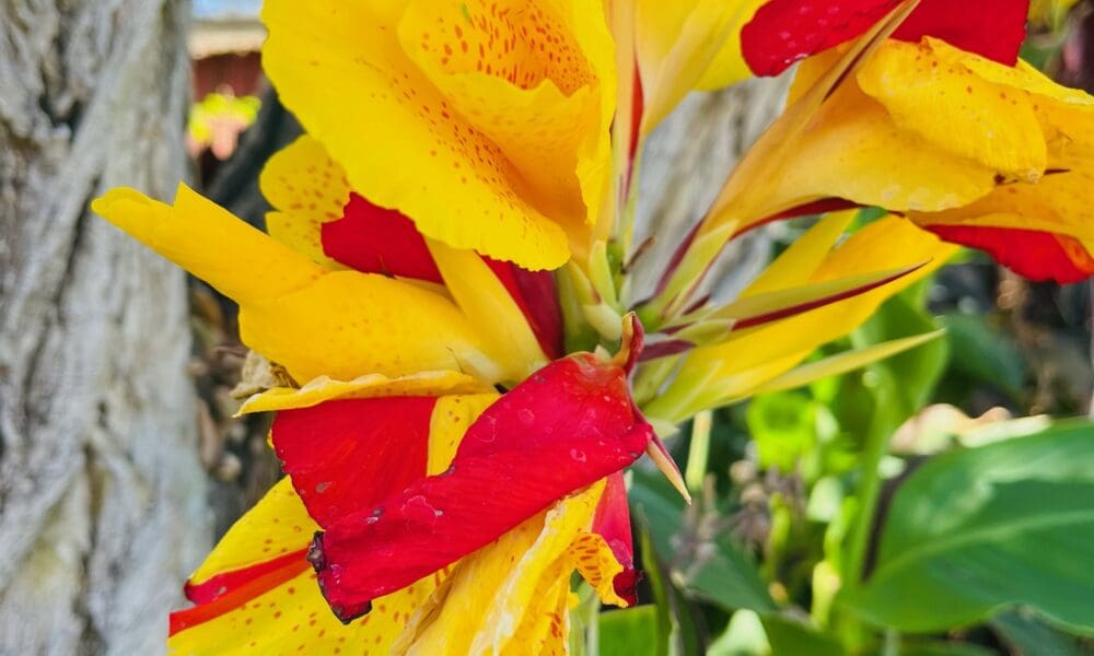 克利奥帕特拉美人蕉